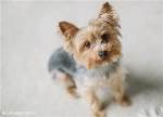 yorkie